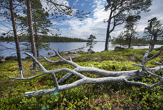 Pohjoista alkuperäisluontoa